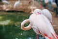 Close up of Beautiful pink flamingo bird looking to camera on pond at the zoo Royalty Free Stock Photo