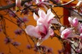 Close up view of beautiful pink magnolia flowers against orange background Royalty Free Stock Photo