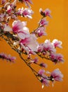 Close up view of beautiful pink magnolia flowers against orange background Royalty Free Stock Photo