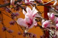 Close up view of beautiful pink magnolia flowers against orange background Royalty Free Stock Photo