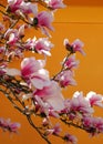 Close up view of beautiful pink magnolia flowers against orange background Royalty Free Stock Photo