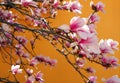 Close up view of beautiful pink magnolia flowers against orange background Royalty Free Stock Photo