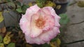 A close up view of beautiful pink rose full blossom