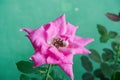 close up view of a beautiful Pink roses bloom. Royalty Free Stock Photo