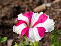 Close up view of a beautiful pink and white striped petunia flower. Royalty Free Stock Photo