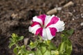 Close up view of a beautiful pink and white striped petunia flower. Royalty Free Stock Photo