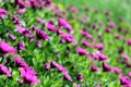 Close-up view of beautiful purple Chrysanthemum flowers blooming among green leaves Royalty Free Stock Photo
