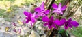 Close up view of beautiful purple orchids blooming in the garden.