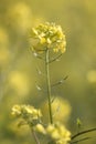 rapaseed (Brassica napus) flower