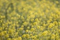 rapaseed (Brassica napus) flower