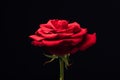 close up view of beautiful red rose isolated on black Royalty Free Stock Photo