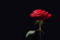 close up view of beautiful red rose isolated on black Royalty Free Stock Photo