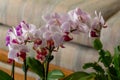 Close-up view of beautiful red and white phalaenopsis moth orchid flowers Royalty Free Stock Photo