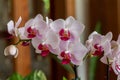 Close-up view of beautiful red and white phalaenopsis moth orchid flowers Royalty Free Stock Photo