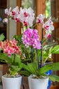 Close-up view of beautiful red and white phalaenopsis moth orchid flowers Royalty Free Stock Photo