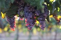 Beautiful ripe red wine grapes clusters ready to harvest in a vineyard Royalty Free Stock Photo