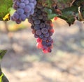 Beautiful ripe red wine grapes clusters ready to harvest in a vineyard Royalty Free Stock Photo