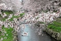 Close-up view of beautiful Sakura flowers over a small canal with a blurred background of flourishing pink cherry blossom trees