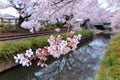Close-up view of beautiful Sakura flowers by the river bank of a small canal in Fukiage, Saitama, Japan, with cherry blossom trees Royalty Free Stock Photo