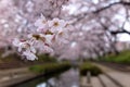 Close-up view of beautiful Sakura flowers by the river bank of a small canal in Fukiage, Saitama, Japan, with cherry blossom trees Royalty Free Stock Photo