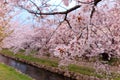 Close-up view of beautiful Sakura flowers by the river bank of a small canal in Fukiage, Saitama, Japan, with cherry blossom trees Royalty Free Stock Photo