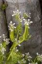 Scandix pecten-veneris flower