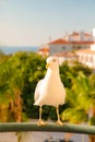 Close up view beautiful seagul white and gray color Royalty Free Stock Photo