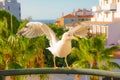 Close up view beautiful seagul white and gray color Royalty Free Stock Photo