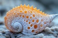 A close-up view of a beautiful shell found on the beach Royalty Free Stock Photo