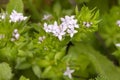 sherardia arvensis flower Royalty Free Stock Photo