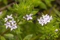 sherardia arvensis flower Royalty Free Stock Photo