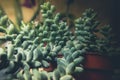 Close-up view of beautiful succulent in pot