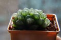 A close-up view of beautiful succulent in pot