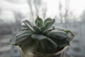 A close-up view of beautiful succulent in pot