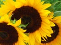 Close up View of Beautiful Sunflowers. Sunflower Field. Yellow Summer. Royalty Free Stock Photo