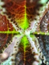 Close up view of beautiful symmetrical unique leaves at the garden