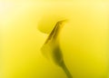 close-up view of beautiful tender calla lily flower Royalty Free Stock Photo