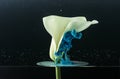 close-up view of beautiful tender white calla lily flower and blue ink Royalty Free Stock Photo