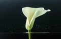 close-up view of beautiful tender white calla lily flower in water Royalty Free Stock Photo