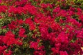 Close up view of beautiful tropial plant with red flowers. Natural Red backgrounds