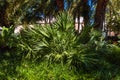 Close up view of beautiful tropical plant with green tree palm leaves. Royalty Free Stock Photo