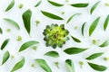 Close-up view of beautiful wedding composition with golden rings and green leaves Royalty Free Stock Photo