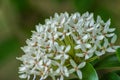 beautiful white ashoka flower