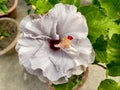 Close up view of a beautiful White Hibiscus flower Royalty Free Stock Photo