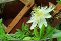 A close up view of a garden scene with a white passion flower Royalty Free Stock Photo