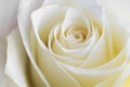 Close up view of a beautiful white rose. Macro image of white rose. Fresh beautiful flower as expression of love and respect for Royalty Free Stock Photo