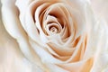 Close up view of a beautiful white rose with pastel pink tint. Macro image of white rose. Fresh beautiful flower as expression of Royalty Free Stock Photo