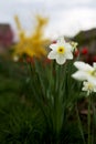 close up view of beautiful white and yellow flowers of daffodils narcissus and red tulips growing in home garden. spring Royalty Free Stock Photo