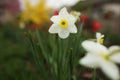 close up view of beautiful white and yellow flowers of daffodils narcissus and red tulips growing in home garden. spring Royalty Free Stock Photo