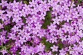 Centaurium erythraea Royalty Free Stock Photo